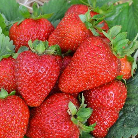 Клубника Альбион (ремонтантный сорт)