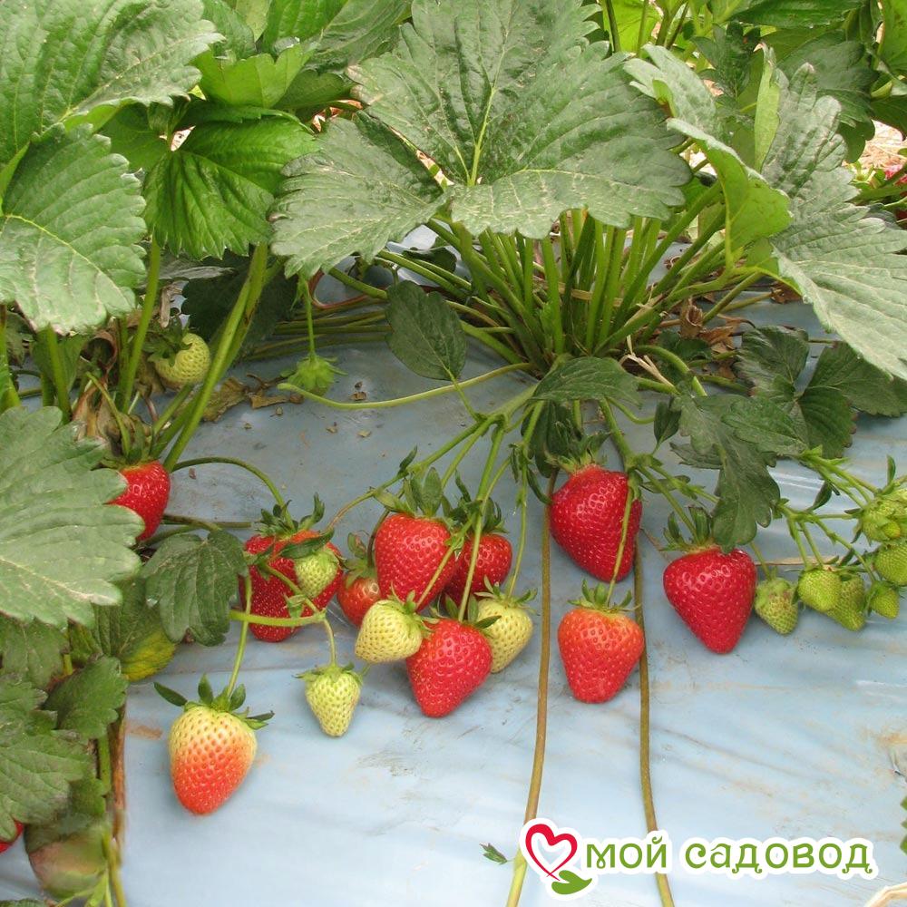 Клубника Молинг пандора